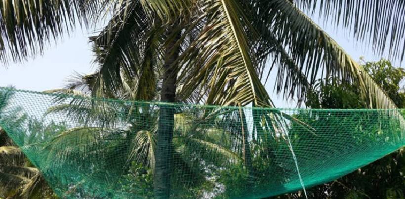 Coconut Tree Safety Nets Fixing | Call 8884144406 for Fall Arrest Nets Fixing