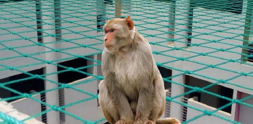 Monkey Safety Nets In Bangalore | Call 8884144406 For Net Fixing